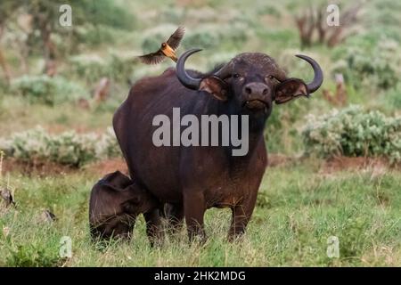 Bufalo africano (caffer Syncerus) e il suo vitello, Tsavo, Kenya. Foto Stock