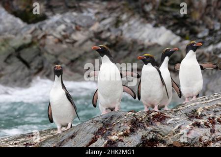 Oceano Meridionale, Georgia Meridionale, Cooper Bay, pinguino macaroni. Un gruppo di pinguini macaroni si muove lungo le rocce verso il mare. Foto Stock