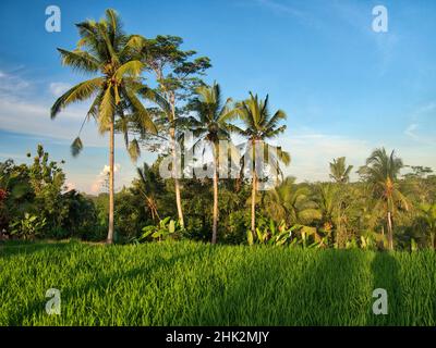 Indonesia, Bali, Ubud. Campi di riso e palme Foto Stock
