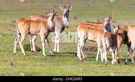 Eland comune, Eland meridionale, antilope di terra (Taurotragus oryx) piccolo gruppo o lato di mandria su o in profilo, Capo occidentale, Sudafrica Foto Stock