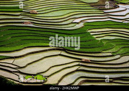 Vietnam . Risaie negli altopiani di Sapa. Foto Stock