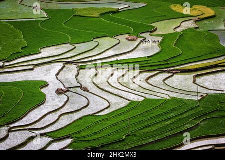 Vietnam . Risaie negli altopiani di Sapa. Foto Stock