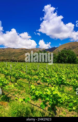 Uve da vino al vigneto Rippon sulle rive del lago Wanaka, Otago, Isola del Sud, Nuova Zelanda Foto Stock