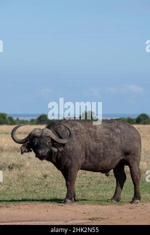 Africa, Kenya, Altopiano di Laikipia, Ol Pejeta Conservancy. Bufalo africano, noto anche come bufalo del Capo Foto Stock