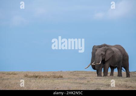 Africa, Kenya, Altopiano di Laikipia, Ol Pejeta Conservancy. Elefanti africani Foto Stock