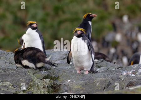 Oceano Meridionale, Georgia Meridionale, Cooper Bay, pinguino macaroni. Alcuni pinguini macaroni riposano sulle rocce. Foto Stock