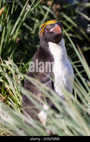 Oceano Meridionale, Georgia Meridionale, Cooper Bay. Colpo di testa di un pinguino macaroni nell'erba del calzino. Foto Stock