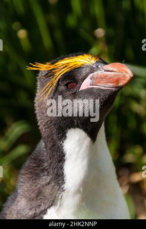 Oceano Meridionale, Georgia Meridionale, Cooper Bay. Colpo di testa di un pinguino macaroni nell'erba del calzino. Foto Stock