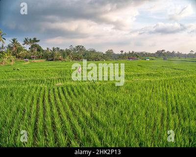 Indonesia, Bali, Ubud. Campi di riso e palme Foto Stock