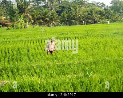 Indonesia, Bali, Ubud. Coltivatore che lavora nei campi di riso Foto Stock