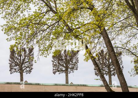 Svezia, Stoccolma, alberi, inizio primavera Foto Stock