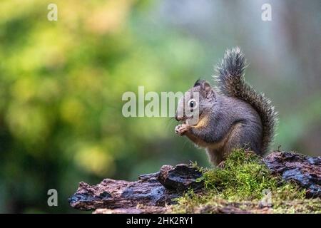 Douglas Squirrel in piedi su un ceppo che mangia un dado. Foto Stock