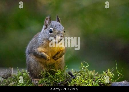 Douglas Squirrel in piedi sulle zampe posteriori su un ceppo coperto di muschio. Foto Stock