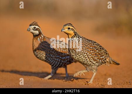 Bobbianco Settentrionale (Colinus virginianus) Foto Stock