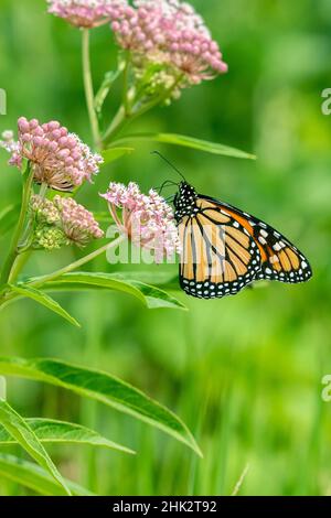 Monarch (Danaus plexippus) su Swamp Milkweed (Asclepias incarnata) Marion County, Illinois. Foto Stock