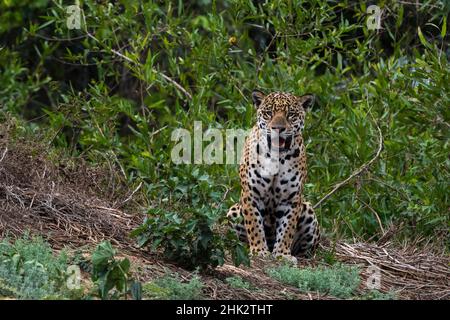 una jaguar, Panthera onca, in piedi. Foto Stock