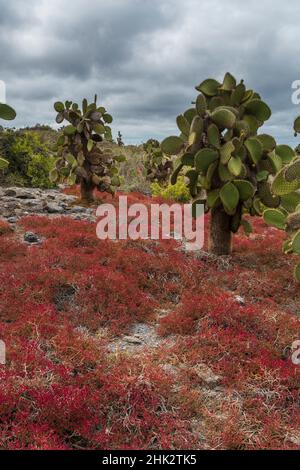 Sesuvio edmonstonei e cactus, South Plaza Island, isole Galapagos, Ecuador. Foto Stock