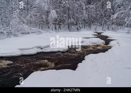 Running fiume infuria con acqua di montagna sciolta lavaggio ghiacciato coste di neve conifere foresta invernale Foto Stock