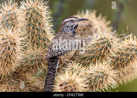 Edificio del nido di Cactus Wren in Teddy Bear cholla all'Arizona Sonoran Desert Museum di Tucson, Arizona, USA Foto Stock