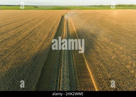 Vista aerea della mietitrebbia che raccoglie grano al tramonto, Marion County, Illinois Foto Stock