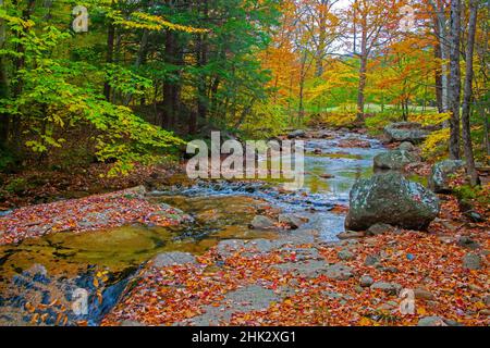 USA, New Hampshire, New England, Jackson piccolo ruscello circondato da colori autunnali Foto Stock