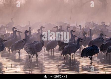 USA, New Mexico, Bernardo Wildlife Management Area. Gru Sandhill e nebbia alba. Foto Stock
