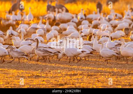 USA, New Mexico, Bernardo Wildlife Management Area. Alimentazione delle oche di neve al tramonto. Foto Stock