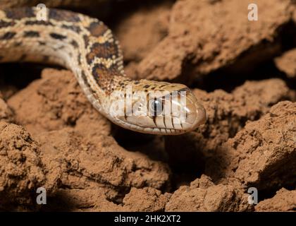 Serpente di gopher di sonora, serpente di tori, serpente di colpo, Pituophis catenefir affinis, New Mexico, selvaggio Foto Stock