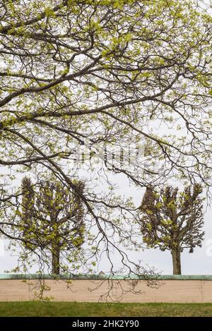 Svezia, Stoccolma, alberi, inizio primavera Foto Stock
