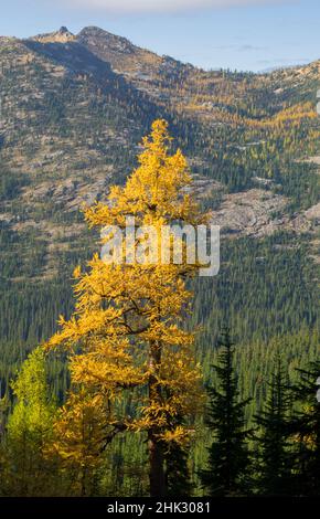 Stato di Washington, Cascades del Nord, albero di larice dorato Foto Stock