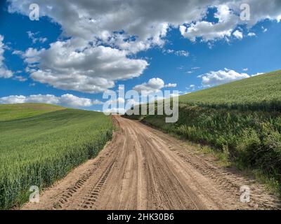 USA, Washington state, Palouse, Country Backroad attraverso i campi di grano di primavera Foto Stock