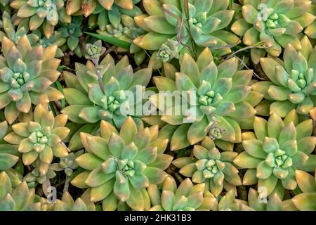 Polvere viveper sempre, succulenta Foto Stock