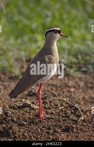 Lapwing coronato - Vanellus coronatus, uccello bello da savane e paludi africane, Amboseli, Kenya. Foto Stock