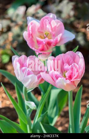 Tulipani rosa doppi, USA Foto Stock