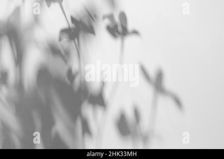 L'ombra di una pianta sul muro. Offuscata ombra di luce da un ramo di fiori tropicali su una parete bianca soleggiata in una giornata limpida. Sfondo effetto overlay. Foto di alta qualità Foto Stock
