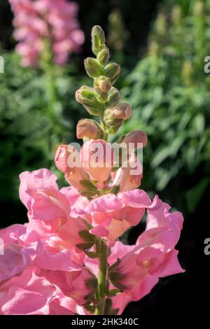 Dentice rosa, Stati Uniti Foto Stock