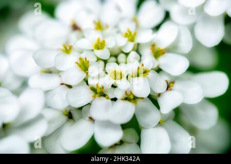 Rock cress, USA. Foto Stock