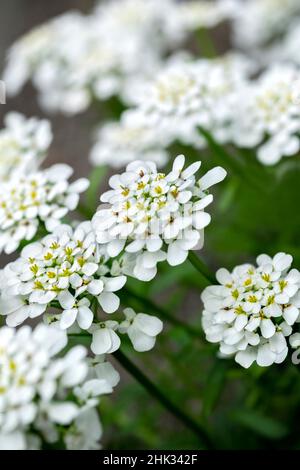 Rock cress, USA. Foto Stock