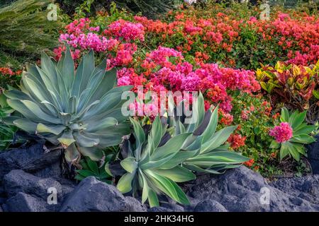 Bougainvillea in giardino tropicale Foto Stock