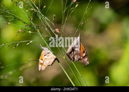 Il muso americano (carinenta libica) che prende il sole sull'erba Foto Stock