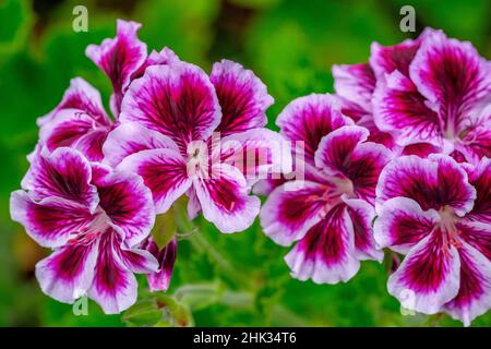 Geranio di uva spina Foto Stock