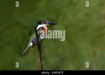 Kingfisher verde (Chloroceryle americana) arroccato Foto Stock