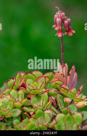 Capesante di lavanda, succulente Foto Stock