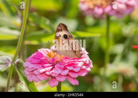 Comune Buckeye (Junonia coenia) su zinnia Union County, Illinois. Foto Stock