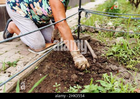 Donna anziana che rimuove le radici di erbaccia dal suolo mentre lavora in giardino Foto Stock