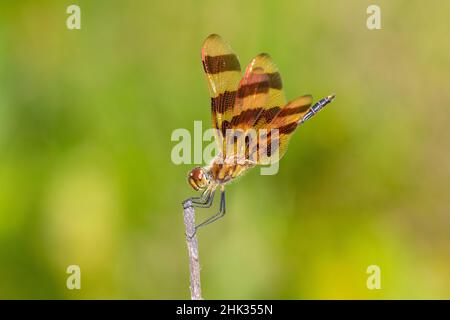 Halloween Pennant (Celithemis eponina) maschio Marion County, Illinois. Foto Stock
