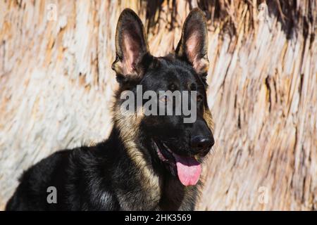 Pastore tedesco nella valle di Coachella, California Foto Stock