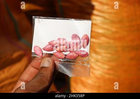 Confezione di semi di zucca pronti per essere coltivati in una pianta, pacchetto di semi di zucca per la semina tenuto in mano Foto Stock