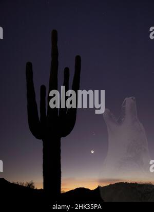 USA, Arizona. Montaggio di coyote fantasma e silhouette saguaro con congiunzione di Giove e Saturno. Foto Stock