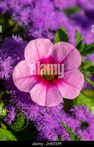 Petunia rosa e Bluemink viola Foto Stock